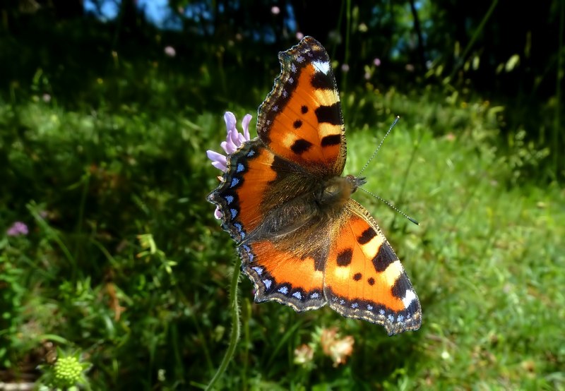 un p di specie dall''Appennino...